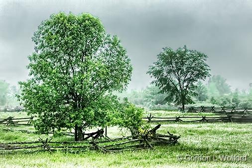 Trees In Rain_DSCF03635.jpg - Photographed near Jasper, Ontario, Canada.